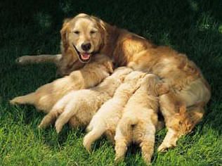 alimentacion-de-cachorros-recien-nacidos