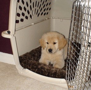 como educar a un cachorro con el cajón como educar a un cachorro con el cajón