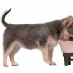 Alimentación de Cachorros Recién Nacidos