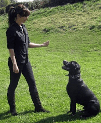 como educar a un cachorro como educar a un cachorro