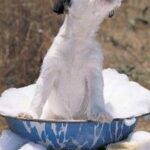 Como Bañar a un Cachorro