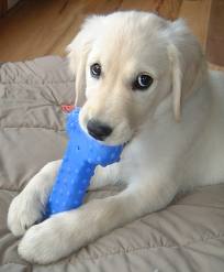 Aprende como educar a un Cachorro que Muerde Cosas Aprende como educar a un Cachorro que Muerde Cosas