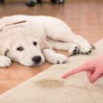 Como Educar a un Cachorro a hacer sus Necesidades