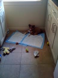 como enseñar a un cachorro a hacer sus necesidades como enseñar a un cachorro a hacer sus necesidades