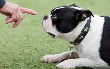 educar un perro cachorro