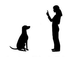 educar al perro educar al perro