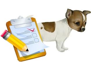 Como educar a un cachorro a una rutina diaria