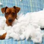 4 Tips para Evitar la Ansiedad por Separación en Perros Cachorros