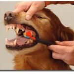 como cepillarle los dientes a un perro