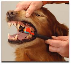 como cepillarle los dientes a un perro