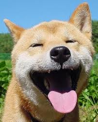 A mi perro le huele la boca a podrido