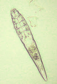 Demodex Canis Demodex Canis