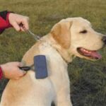 como cepillar a un cachorro