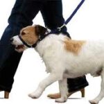 Como Pasear a un Cachorro