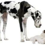 como presentar un cachorro a un perro adulto