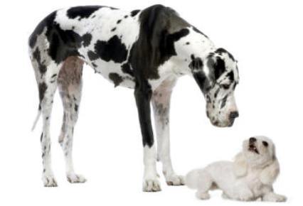 como presentar un cachorro a un perro adulto