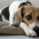 Mi Cachorro Llora Mucho: Truco para Solucionarlo